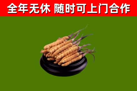 南雄市烟酒回收冬虫夏草.jpg