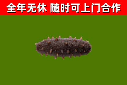 南雄市烟酒回收干海参.jpg